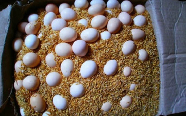 Dùng trấu hoặc mùn cưa bảo quản trứng 